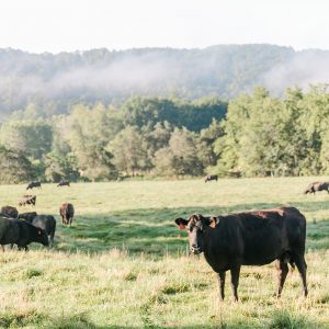 Big Spring Cattle Co.